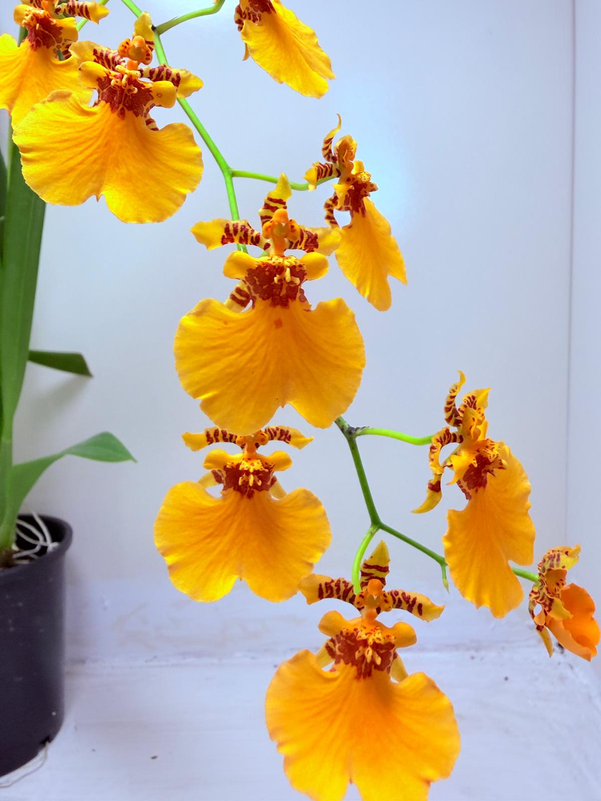 Oncidesa Gower Ramsay ‘Orange Delight’
