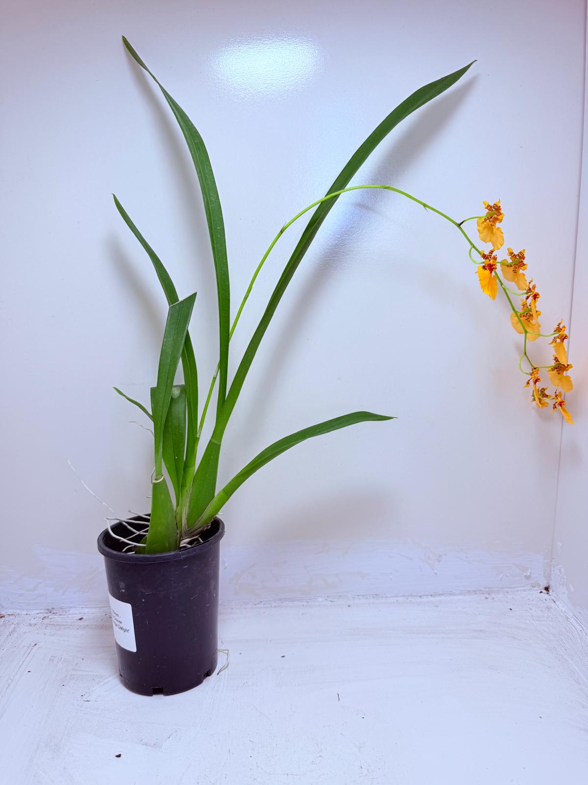Oncidesa Gower Ramsay ‘Orange Delight’