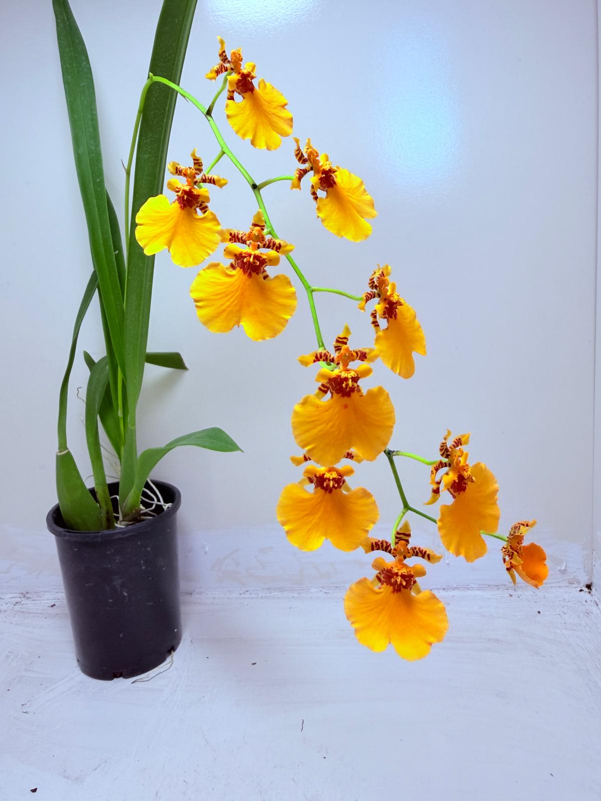 Oncidesa Gower Ramsay ‘Orange Delight’