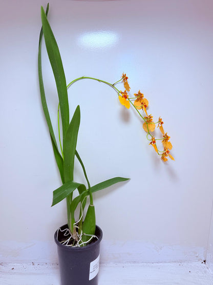 Oncidesa Gower Ramsay ‘Orange Delight’