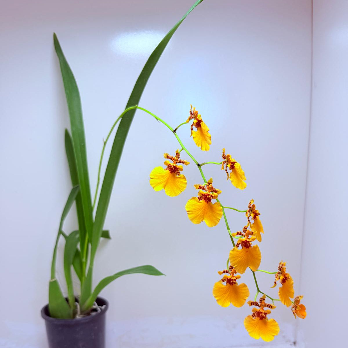Oncidesa Gower Ramsay ‘Orange Delight’