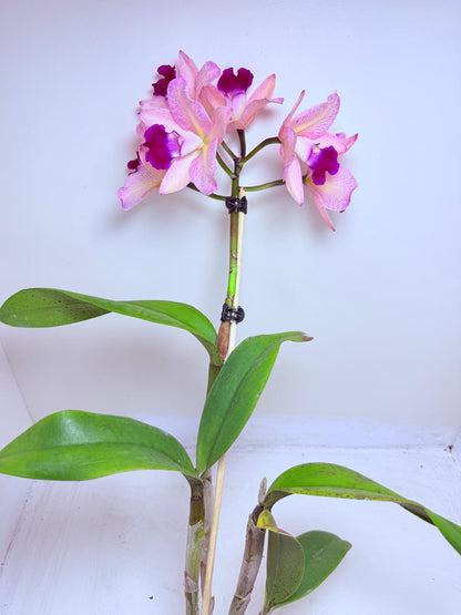 Cattleya Orchid Rth. Musican ‘Topaz Ovation'| Rare Orchid Plant