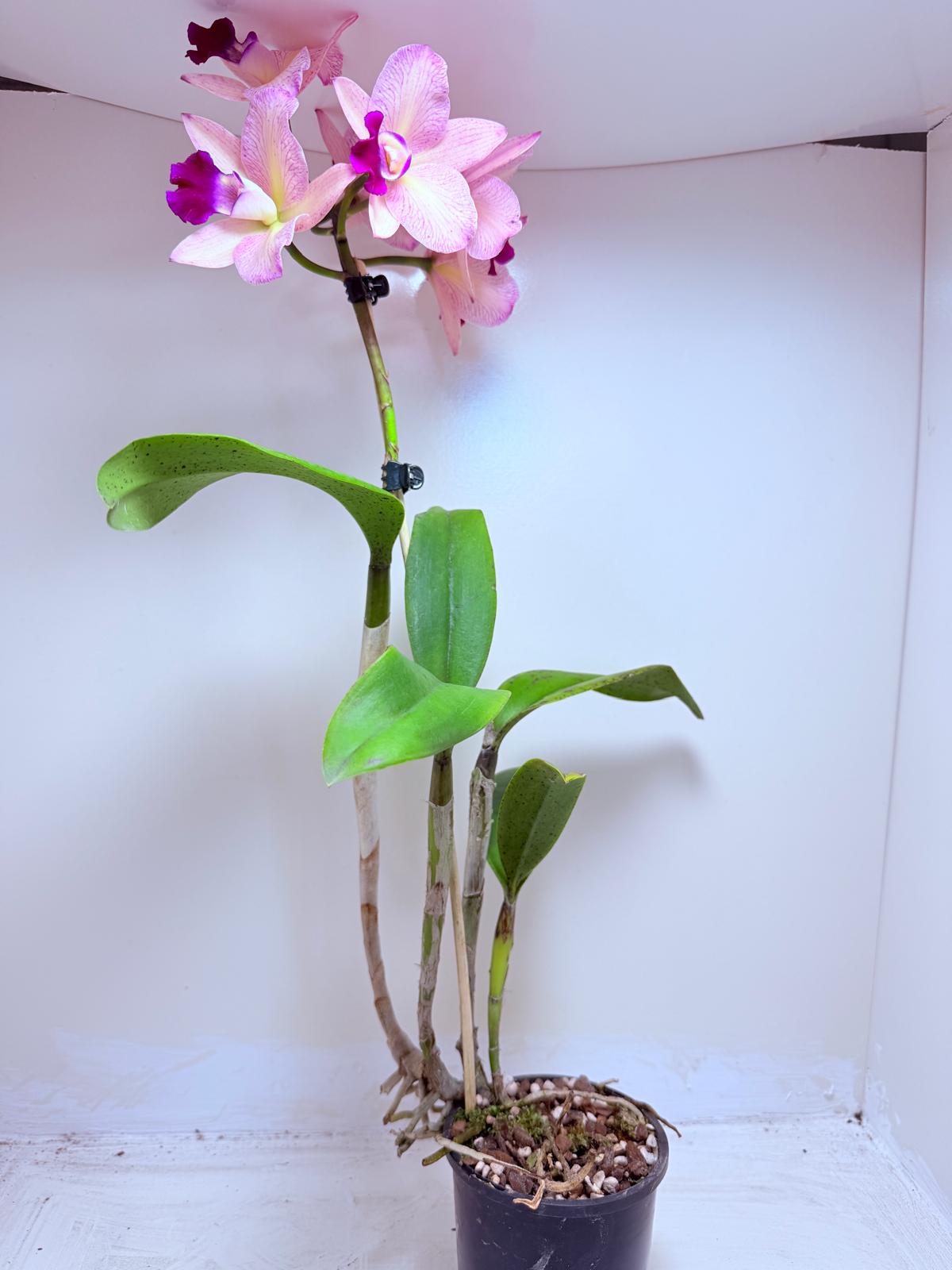 Cattleya Orchid Rth. Musican ‘Topaz Ovation'| Rare Orchid Plant