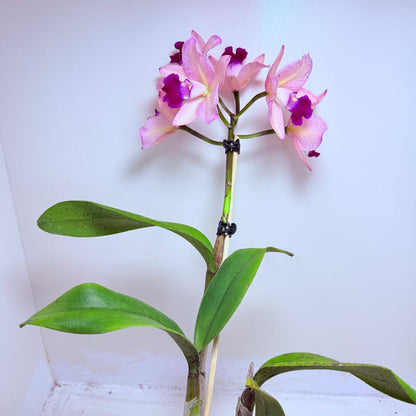 Cattleya Orchid Rth. Musican ‘Topaz Ovation'| Rare Orchid Plant