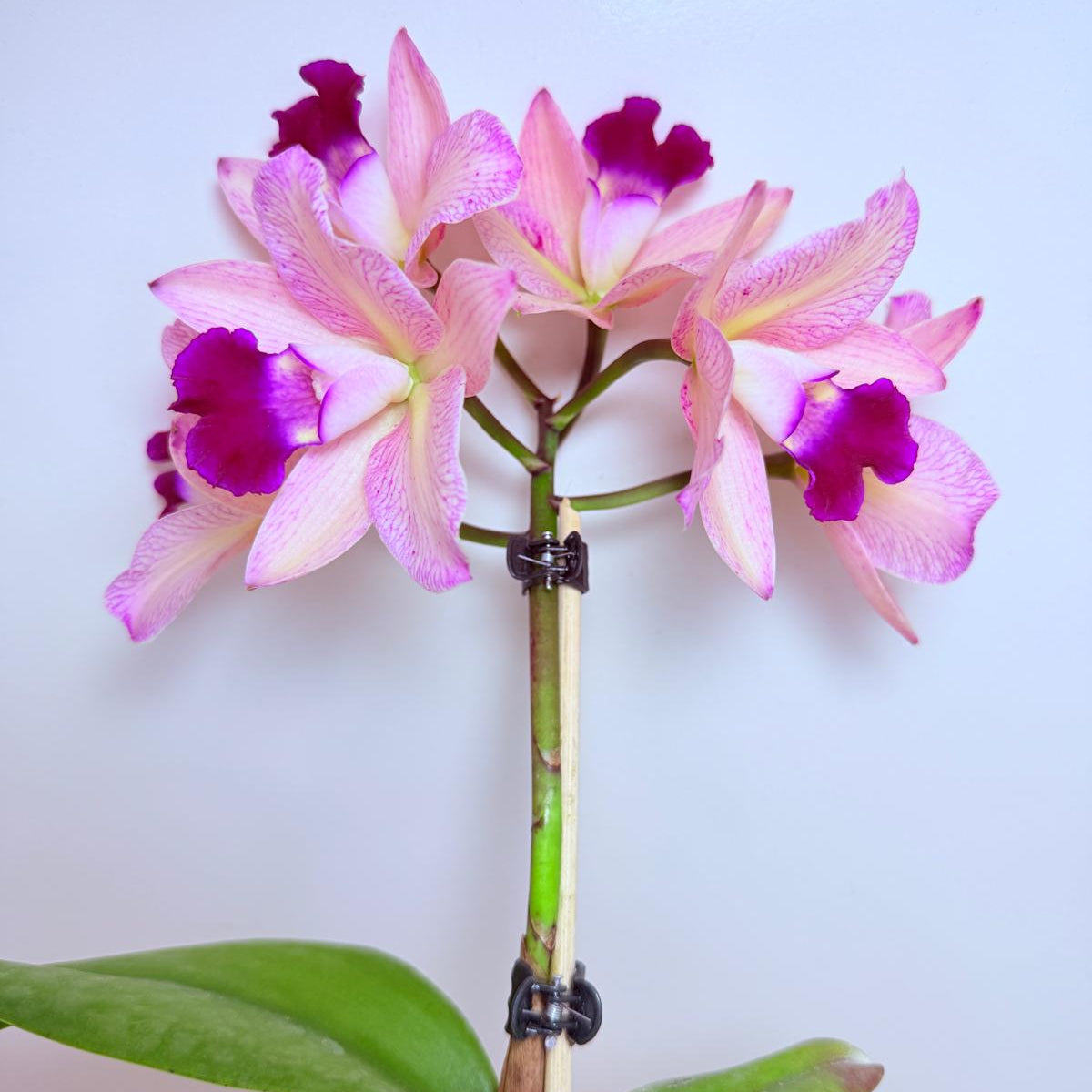 Cattleya Orchid Rth. Musican ‘Topaz Ovation'| Rare Orchid Plant