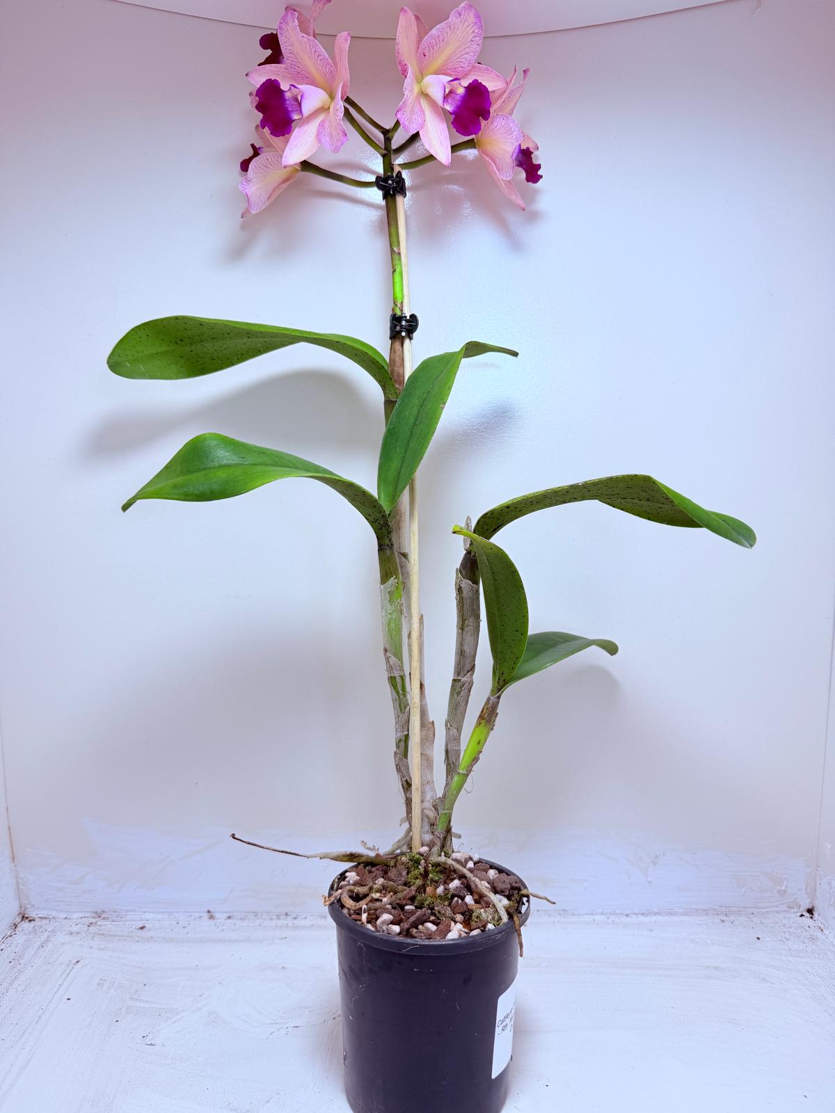Cattleya Orchid Rth. Musican ‘Topaz Ovation'| Rare Orchid Plant