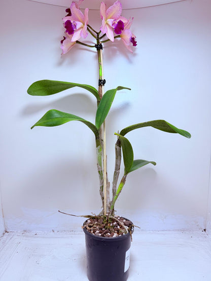 Cattleya Orchid Rth. Musican ‘Topaz Ovation'| Rare Orchid Plant