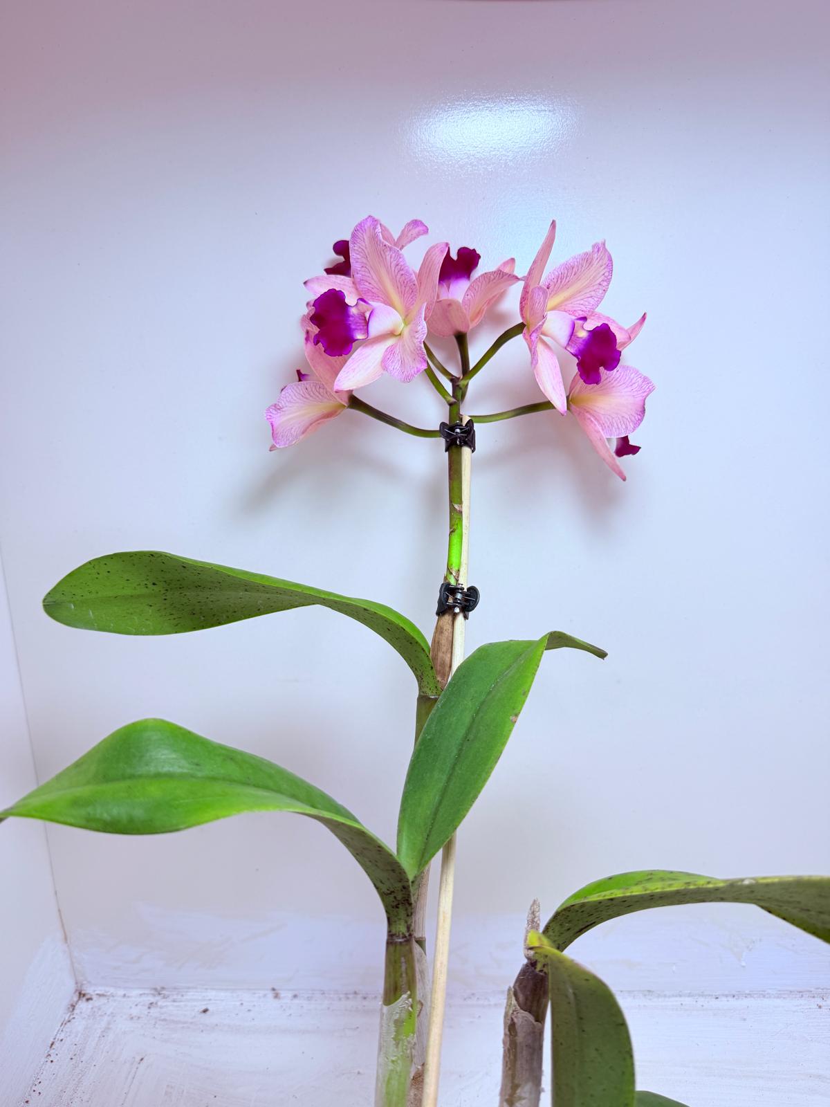 Cattleya Orchid Rth. Musican ‘Topaz Ovation'| Rare Orchid Plant