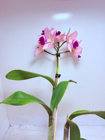 Cattleya Orchid Rth. Musican ‘Topaz Ovation'| Rare Orchid Plant