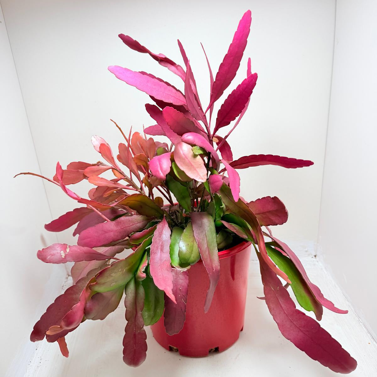 Advanced Rhipsalis Ramulosa Red Coral | Hanging Succulent Plant