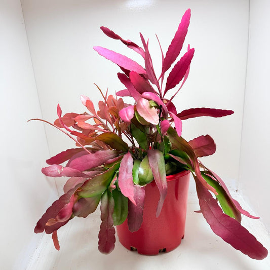 Advanced Rhipsalis Ramulosa Red Coral | Hanging Succulent Plant