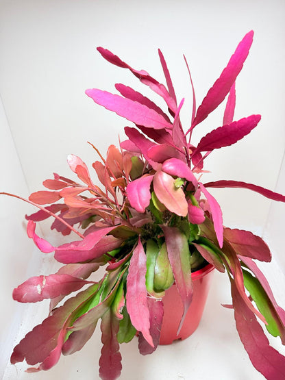 Advanced Rhipsalis Ramulosa Red Coral | Hanging Succulent Plant