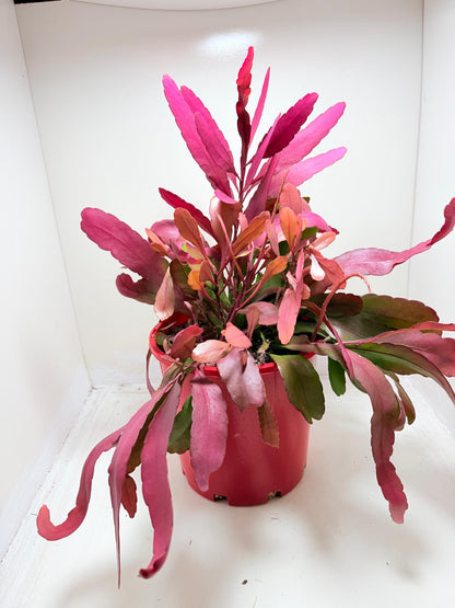 Advanced Rhipsalis Ramulosa Red Coral | Hanging Succulent Plant
