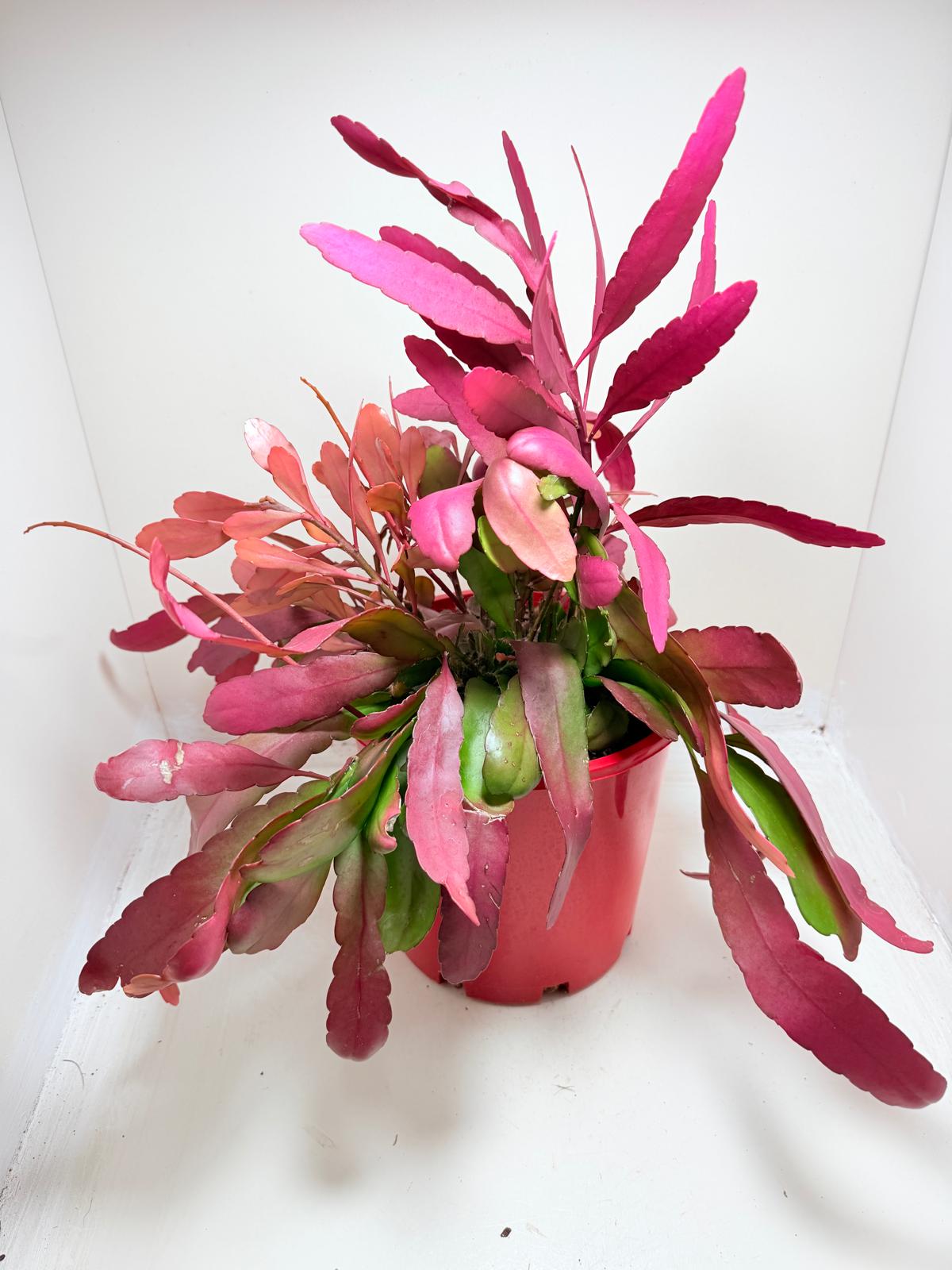 Advanced Rhipsalis Ramulosa Red Coral | Hanging Succulent Plant