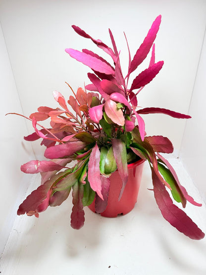 Advanced Rhipsalis Ramulosa Red Coral | Hanging Succulent Plant