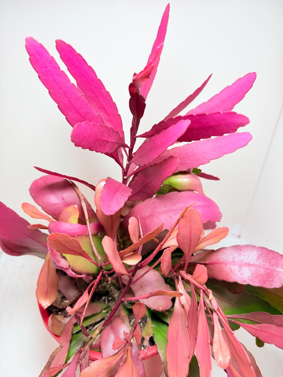 Advanced Rhipsalis Ramulosa Red Coral | Hanging Succulent Plant
