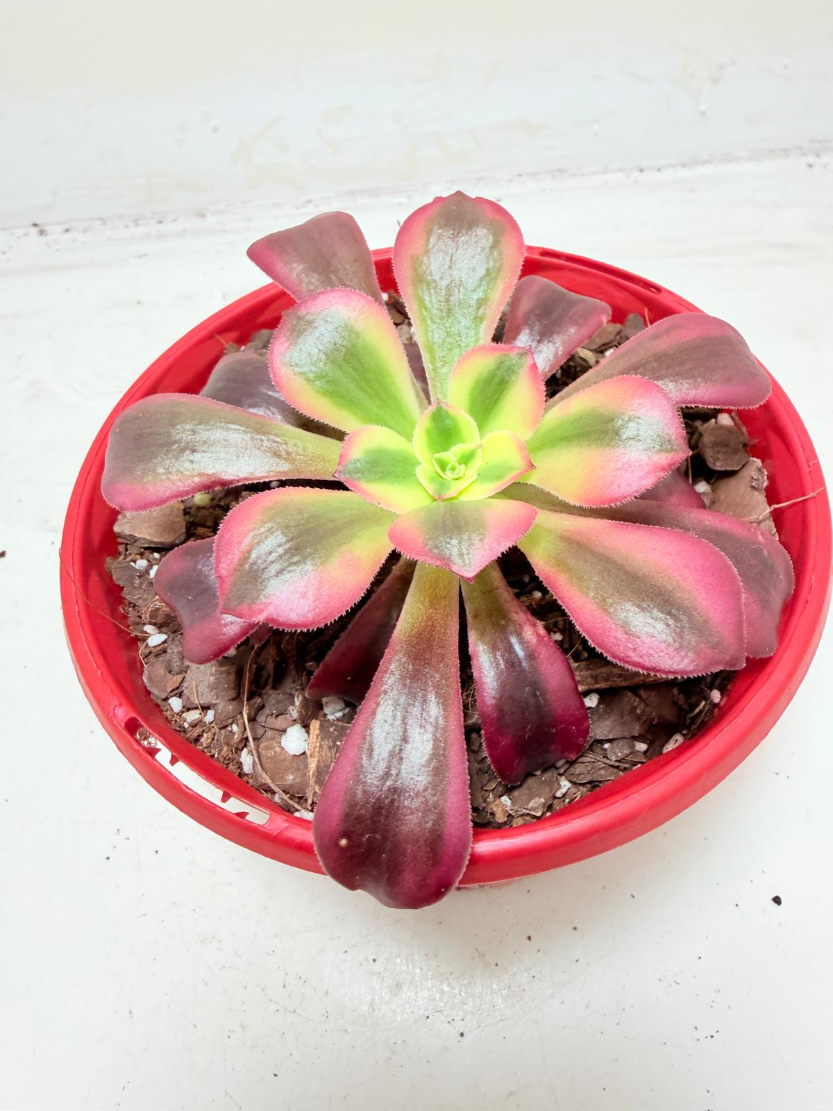aeonium medusa succulent Buy Aeonium Medusa