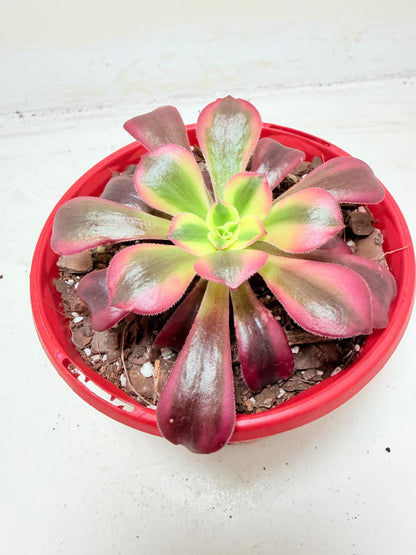 Aeonium Medusa
