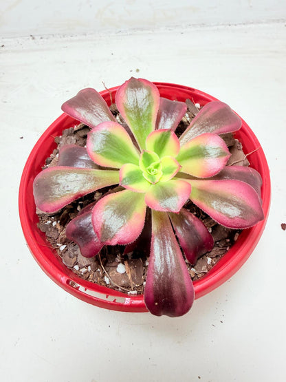 Aeonium Medusa
