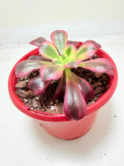 Aeonium Medusa