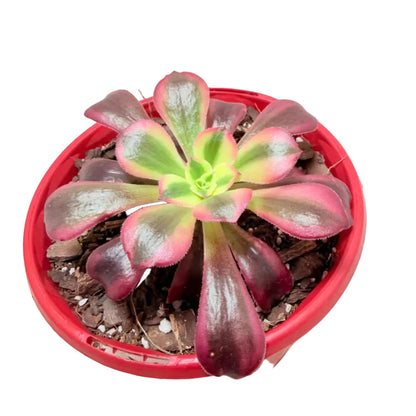 Aeonium Medusa