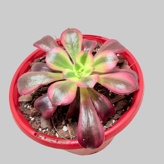 Aeonium Medusa
