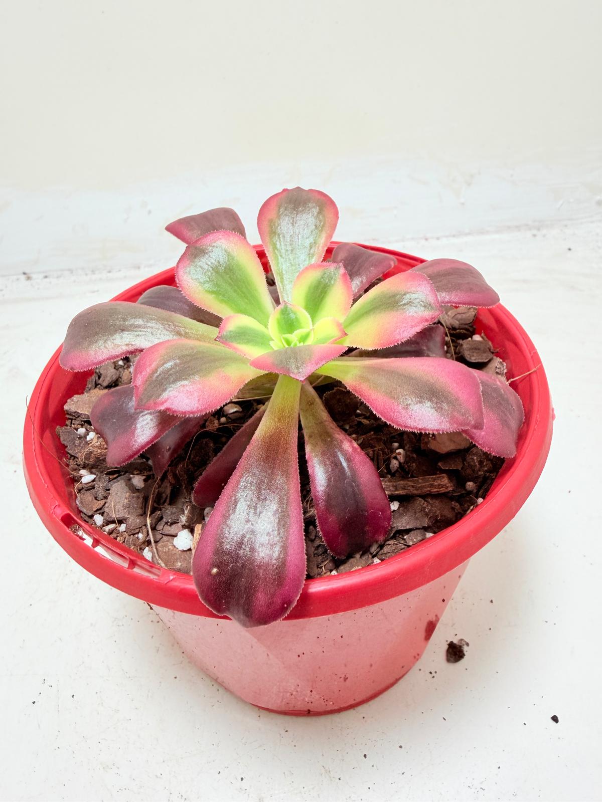 Aeonium Medusa