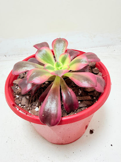 Aeonium Medusa