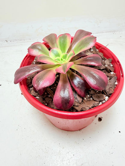Aeonium Medusa