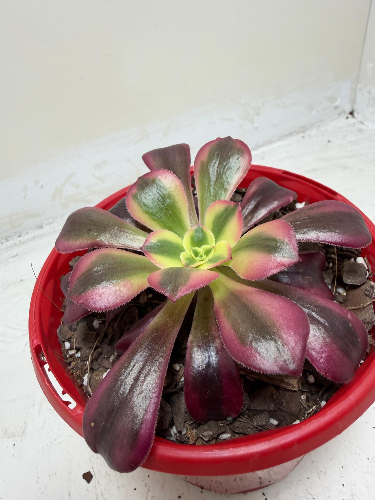 Aeonium Medusa
