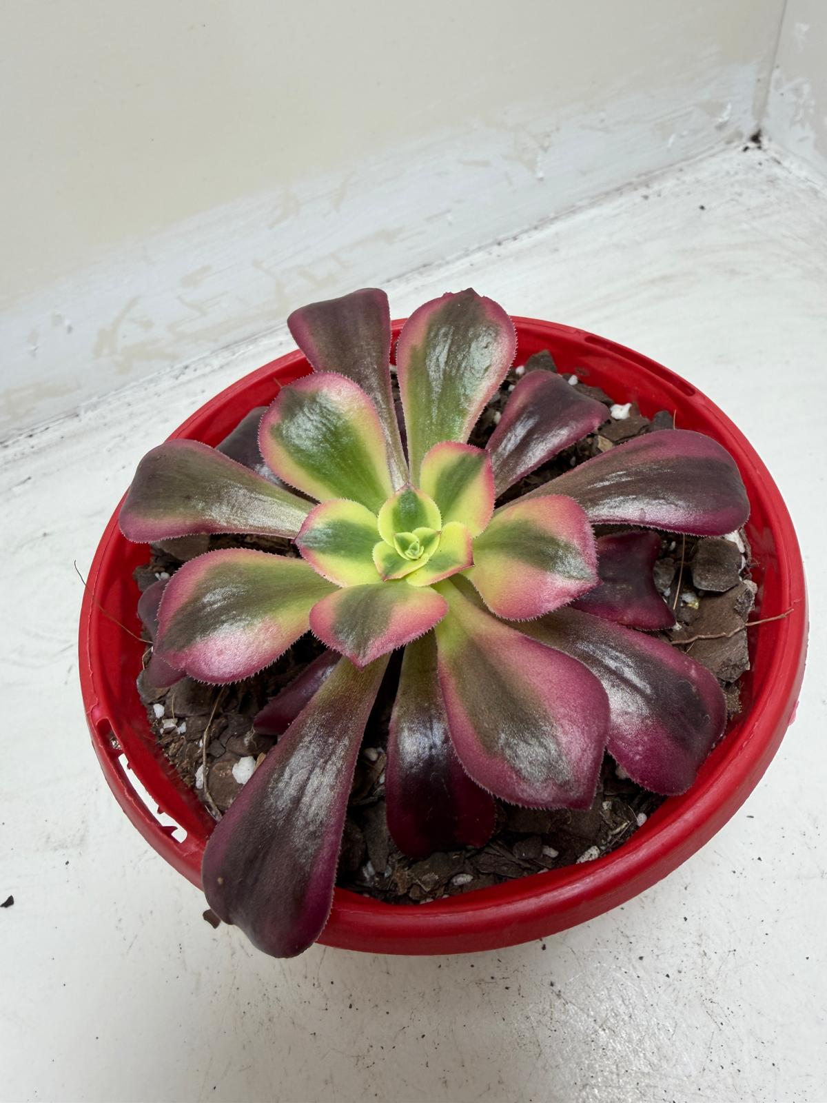 Aeonium Medusa