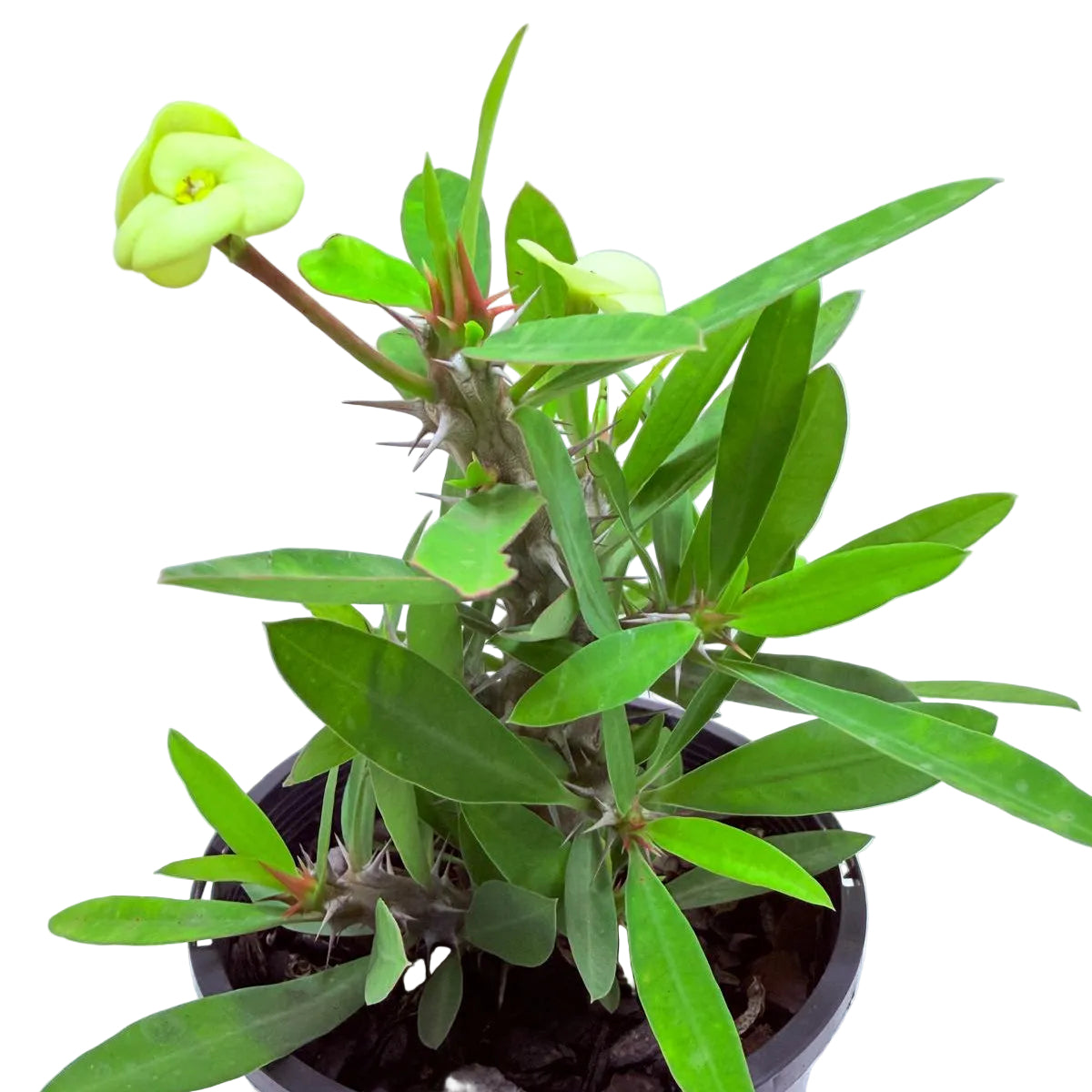 Buy Euphorbia Little Millie Yellow