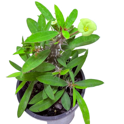 Buy Euphorbia Little Millie Yellow