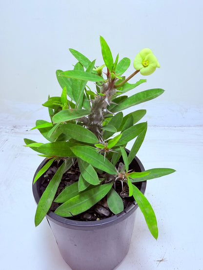 Buy Euphorbia Little Millie Yellow