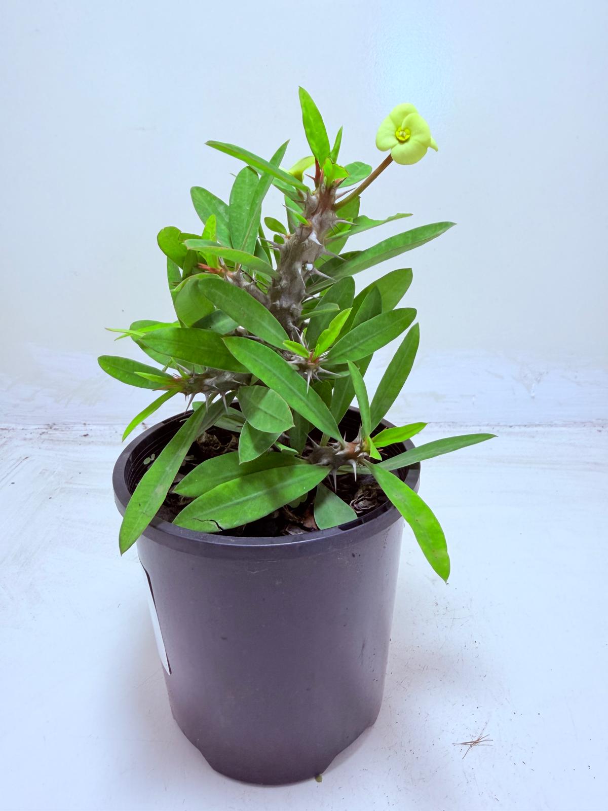 Buy Euphorbia Little Millie Yellow