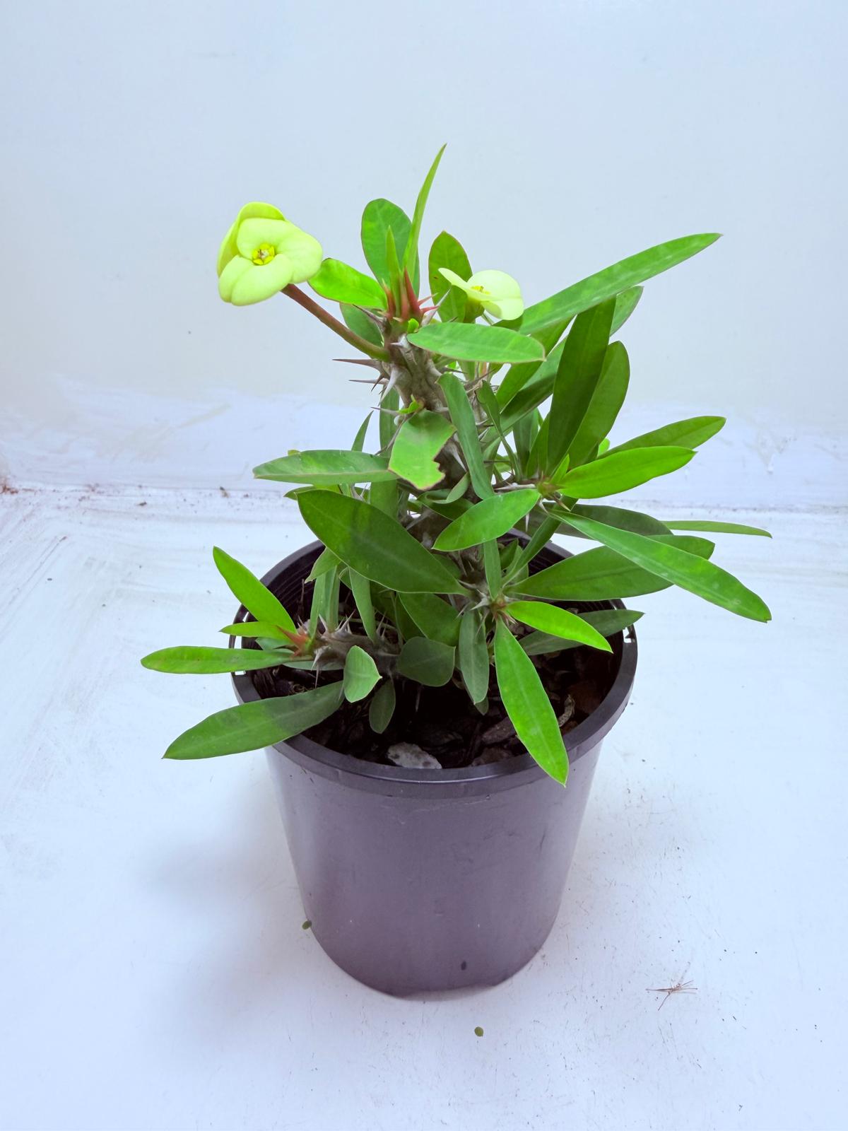 Buy Euphorbia Little Millie Yellow