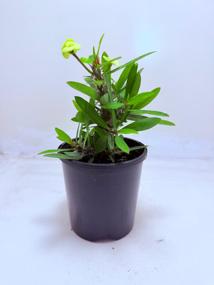 Buy Euphorbia Little Millie Yellow
