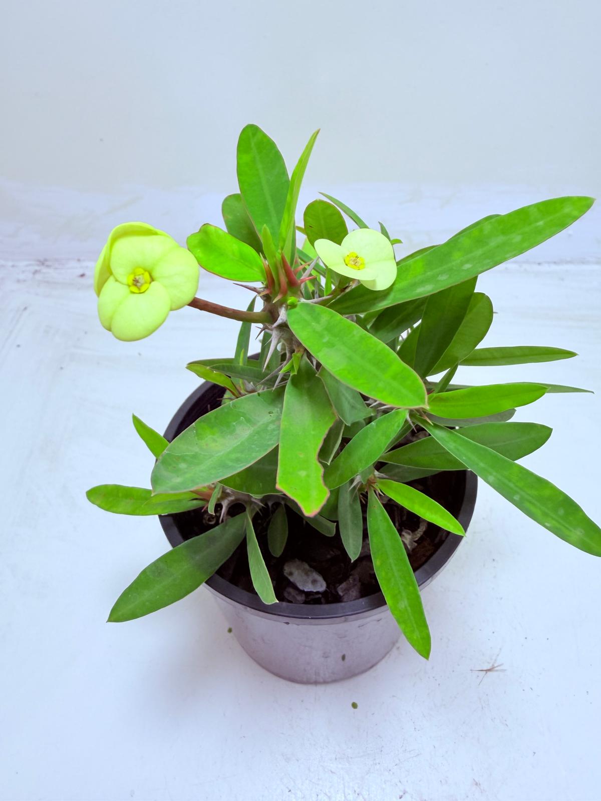 Buy Euphorbia Little Millie Yellow