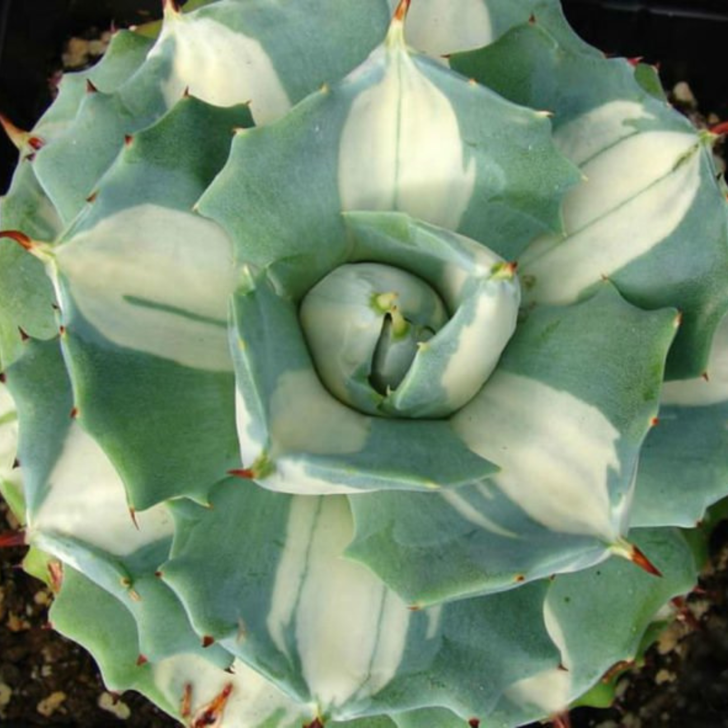 Agave Isthmensis Oji Raijin 130mm