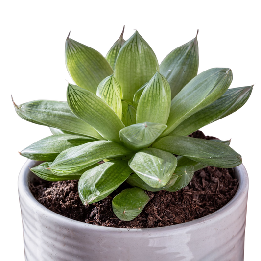 Haworthia Cymbiformis