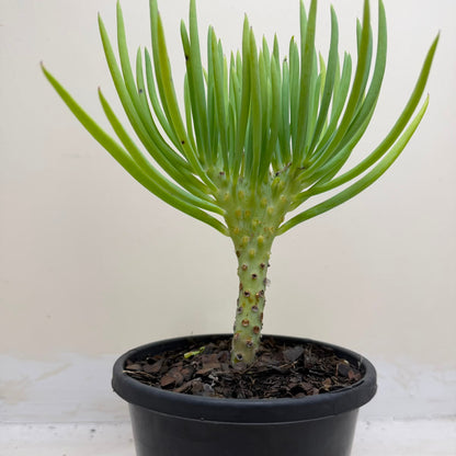Mermaid Tail : Crested Senecio Talinoides - Narrow Leaf Chalk Stick #1001
