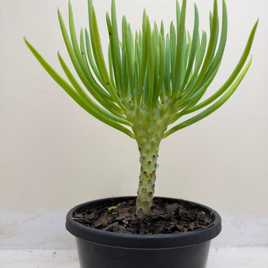 Mermaid Tail : Crested Senecio Talinoides - Narrow Leaf Chalk Stick #1001