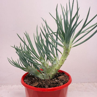 Mermaid Tail : Crested Senecio Talinoides - Narrow Leaf Chalk Stick #513