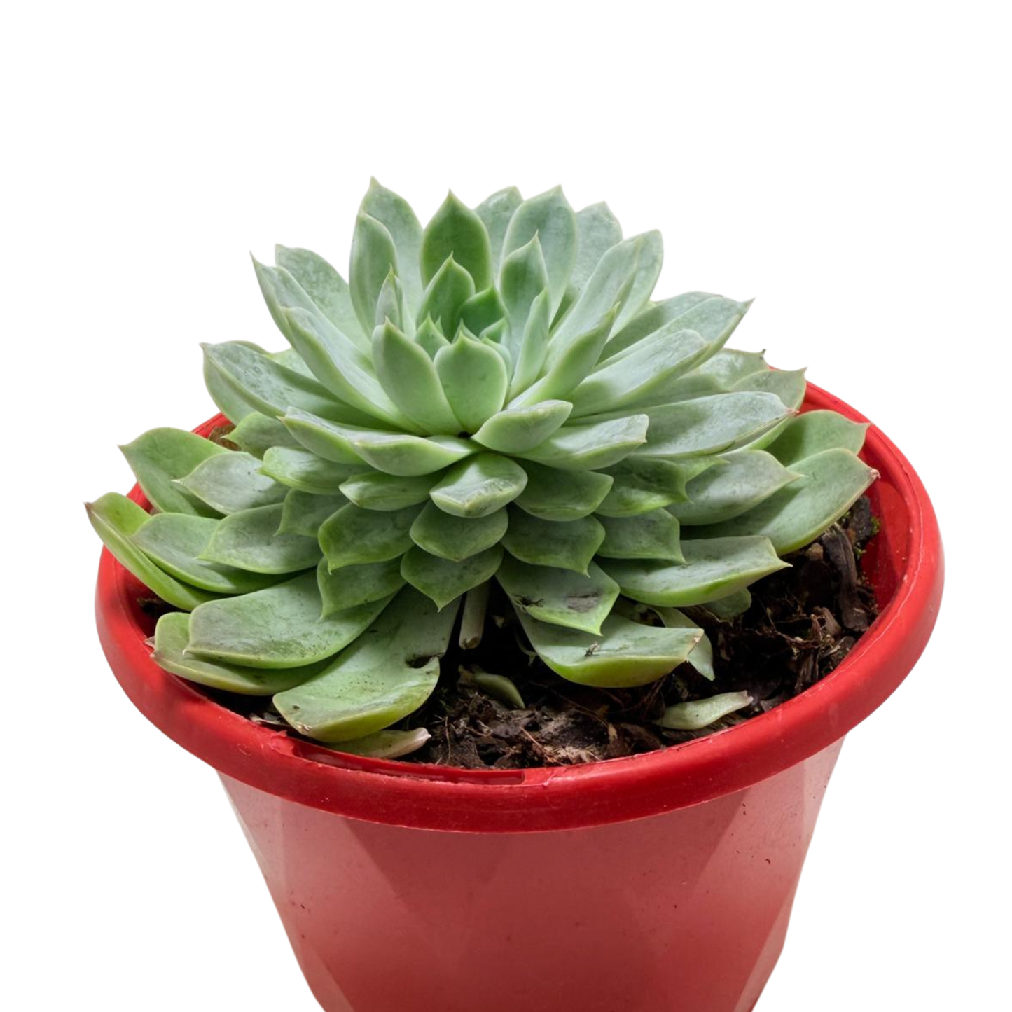 Echeveria Lilac Dream- 130mm pot size