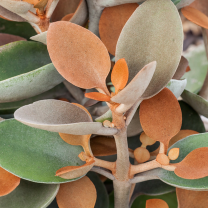 Kalanchoe Orgyalis Copper Spoons
