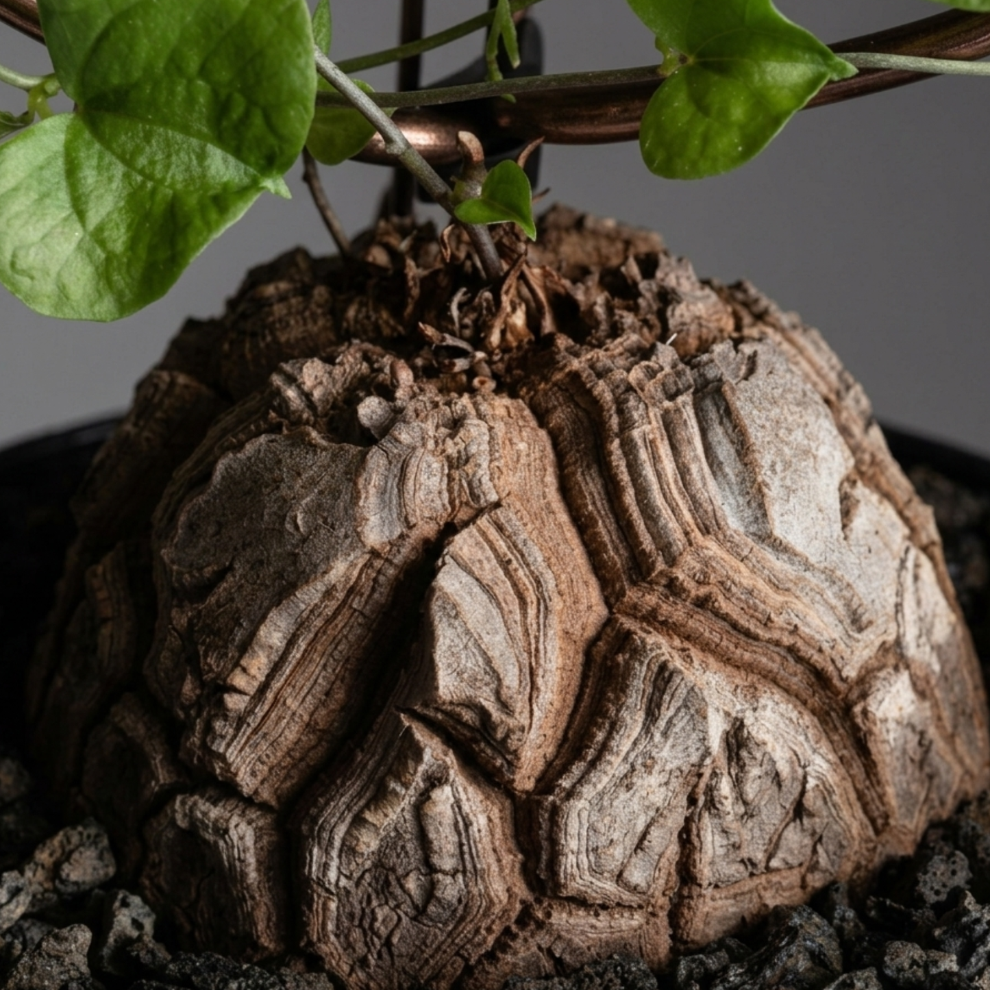 Dioscorea elephantipes - Elephant's Foot 130mm