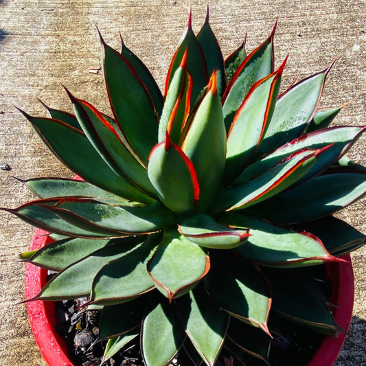 Agave Burnt Burgundy