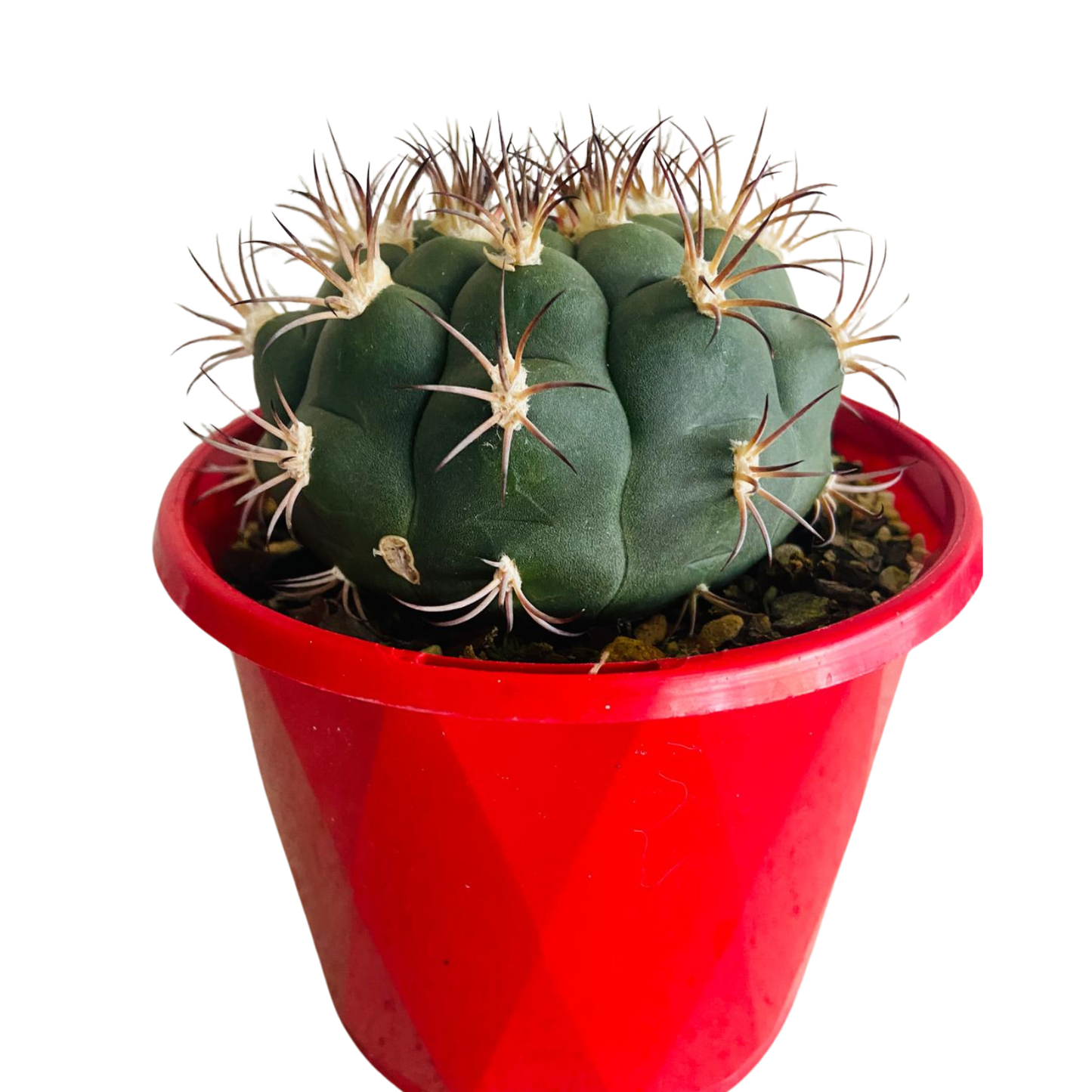 Cacti - Gymnocalycium Saglionis- 100mm