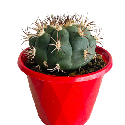 Cacti - Gymnocalycium Saglionis- 100mm