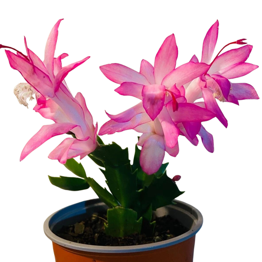 Zygocactus ‘Caroline’
